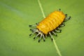 Image of an amber caterpillar on green leaf on natural background. Insect. Animal Royalty Free Stock Photo