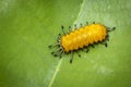 Image of an amber caterpillar on green leaf on natural background. Insect. Animal Royalty Free Stock Photo