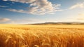 Image of America\'s golden sustaining wheat fields Royalty Free Stock Photo