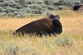 image of an American bison (Bison bison) resting on a praire. Yellowstone National Park, Wyoming, USA. Royalty Free Stock Photo