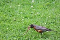 An image of an American Robin pulling a worm from the ground. Royalty Free Stock Photo