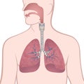 Human lungs, trachea and nasopharynx