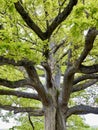 Oak tree with newly grown leaves Royalty Free Stock Photo