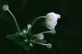 Anemone hupehensis white flower Royalty Free Stock Photo