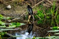 Anhinga with Reflection Royalty Free Stock Photo