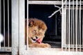 Animal Lion In A Cage Chewing On A Piece Of Meat