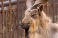 Animal mountain goat with beautiful horns in a zoo portrait Royalty Free Stock Photo