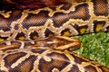 Image animal reptile spotted a boa