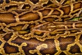 Image animal reptile spotted a boa