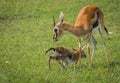 Antelope Thompson and her newborn baby in Masai Mara, Kenya