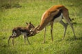 Antelope Thompson and her newborn baby in Masai Mara, Kenya