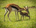 Antelope Thompson and her newborn baby in Masai Mara, Kenya