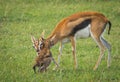Antelope Thompson and her newborn baby in Masai Mara, Kenya