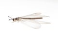 Image of antlions isolated on white background. Animal. Insect Royalty Free Stock Photo
