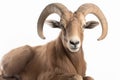 image of aoudad isolated on white background Royalty Free Stock Photo