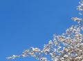 Spring Apple Blossoms Against Blue Sky - Background Royalty Free Stock Photo