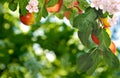 Image of apple tree in the garden closeup Royalty Free Stock Photo