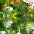 Image of apple tree over the water close-up Royalty Free Stock Photo