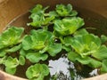 Aquatic water lettuce plant floating on ceramic pot. Royalty Free Stock Photo