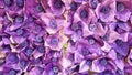 Image of artificial spring lilac-purple flowers, abstract floral background Royalty Free Stock Photo