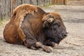 artiodactyl animal bison lies in a zoo enclosure