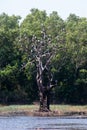 Image of Asian openbill stork on the branch Royalty Free Stock Photo