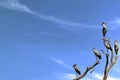 Image of Asian openbill stork on the branch on the sky backgroun Royalty Free Stock Photo