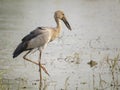 Image of Asian openbill stork on natural background. Wild Animal Royalty Free Stock Photo