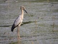 Image of Asian openbill stork on natural background. Wild Animal Royalty Free Stock Photo