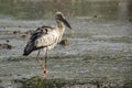 Image of Asian openbill stork on natural background. Royalty Free Stock Photo