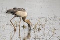 Image of Asian openbill stork on natural background. Royalty Free Stock Photo