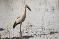 Image of Asian openbill stork on natural background. Royalty Free Stock Photo