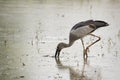 Image of Asian openbill stork on natural background. Royalty Free Stock Photo