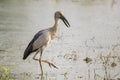 Image of Asian openbill stork on natural background. Royalty Free Stock Photo