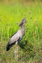 Image of Asian openbill stork on natural background. Royalty Free Stock Photo