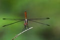 Image of Asiatic Blood Tailed Dragonflyfemale