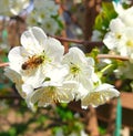 An image of an aspicot sitting on a white flower of a tree is depicted. Flowering plants with pronounced yellow pestles and stame