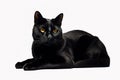 Image of attractive black cat sitting on white background. Pet. Animals. Illustration, generative AI