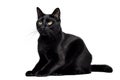 Image of attractive black cat sitting on white background. Pet. Animals. Illustration, generative AI