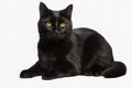 Image of attractive black cat sitting on white background. Pet. Animals. Illustration, generative AI