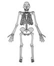 Image of australopithecus afarensis Royalty Free Stock Photo