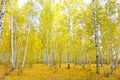 Autumn birch forest Royalty Free Stock Photo