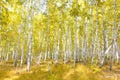 Autumn birch forest Royalty Free Stock Photo