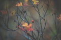 Image of autumn dogrose bush with ripe red berries in cold weather Royalty Free Stock Photo