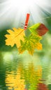 Image of autumn leaf over the water Royalty Free Stock Photo