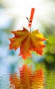 Image of autumn leaf over the water Royalty Free Stock Photo