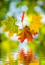 Image of autumn leaf over the water Royalty Free Stock Photo