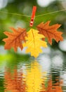 Image of autumn leaf over the water Royalty Free Stock Photo