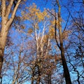 Image of autumn leafless trees