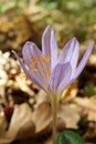 Image of autumn wild poisonous flower.